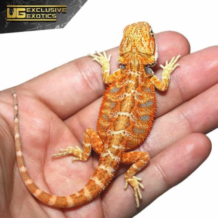 Baby Flaming Hot Blue Bar Bearded Dragon - Underground Reptiles