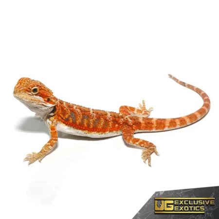 Baby Flaming Hot Blue Bar Bearded Dragon - Underground Reptiles