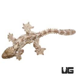 Flying Geckos For Sale - Underground Reptiles