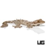 Flying Geckos For Sale - Underground Reptiles
