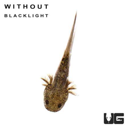 GFP Copper Axolotls For Sale - Underground Reptiles