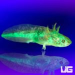 GFP Copper Axolotls For Sale - Underground Reptiles