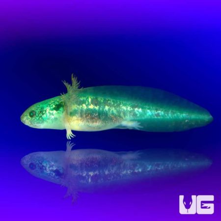 GFP Copper Axolotls For Sale - Underground Reptiles
