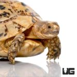 Golden Greek Tortoises For Sale - Underground Reptiles