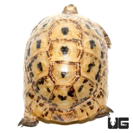 Golden Greek Tortoises For Sale - Underground Reptiles