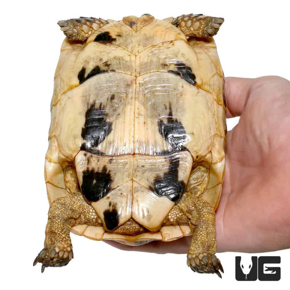 Golden Greek Tortoises For Sale - Underground Reptiles