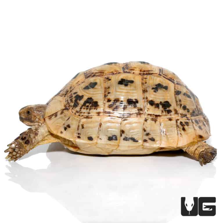 Golden Greek Tortoises For Sale - Underground Reptiles