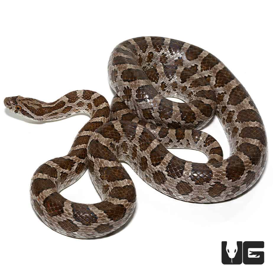 Adult Great Plains Ratsnakes (Pantherophis emoryi) For Sale ...