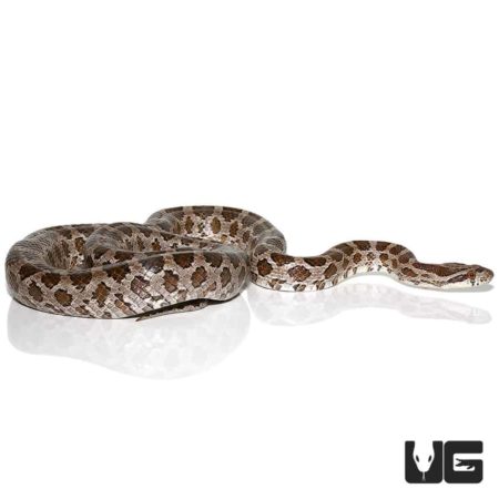 Adult Emoryi Ratsnakes For Sale - Underground Reptiles