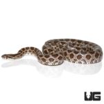 Adult Emoryi Ratsnakes For Sale - Underground Reptiles