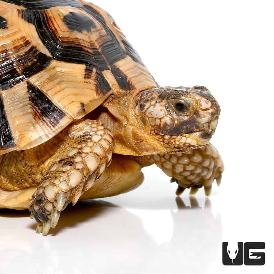 Greek Tortoises For Sale - Underground Reptiles