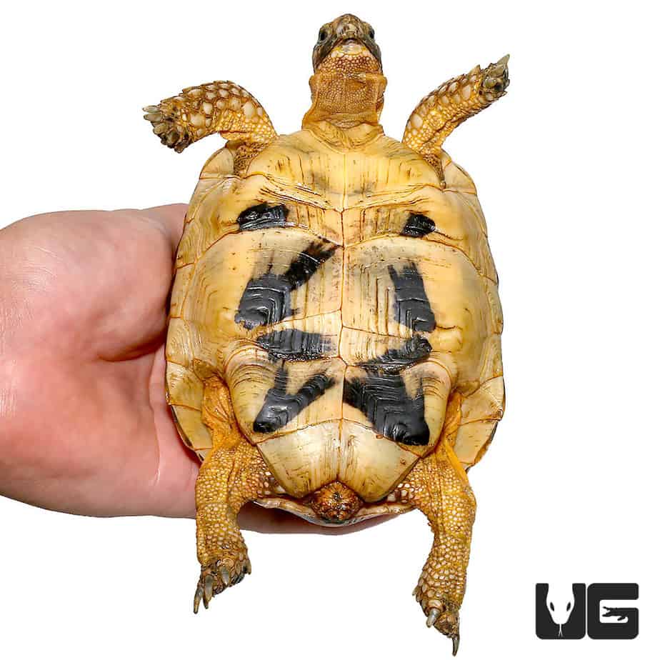 Greek Tortoises For Sale - Underground Reptiles