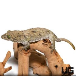 Halmahera Geckos For Sale - Underground Reptiles