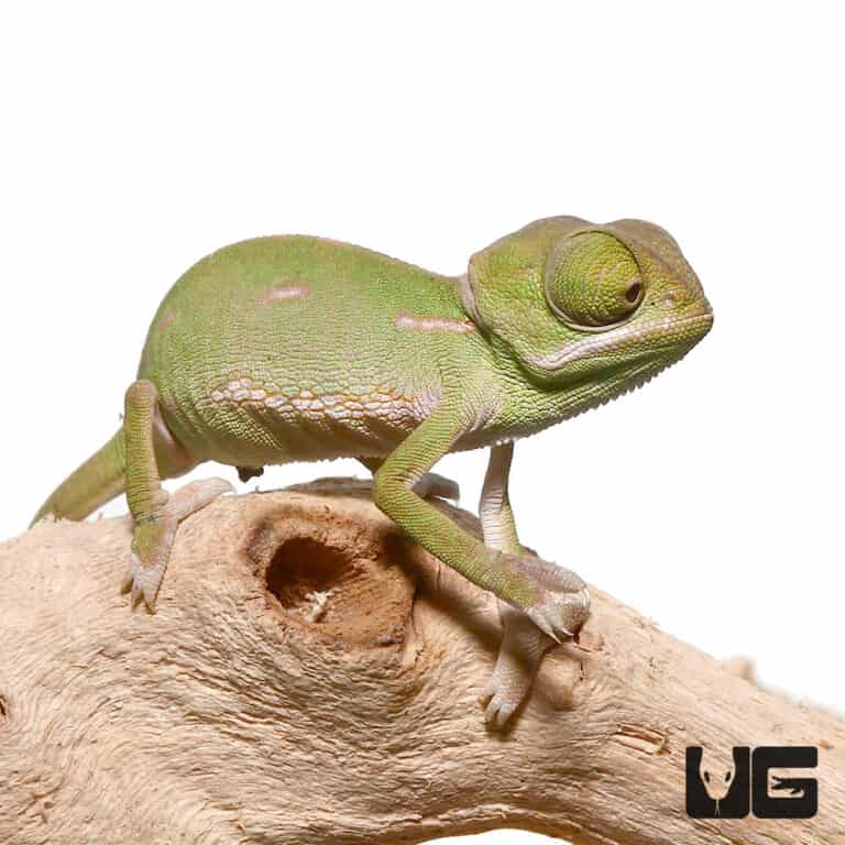 Baby Veiled Chameleons For Sale - Underground Reptiles