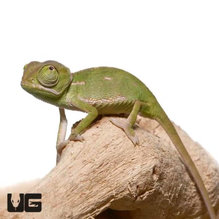 Baby Veiled Chameleons For Sale - Underground Reptiles