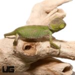 Baby Veiled Chameleons For Sale - Underground Reptiles