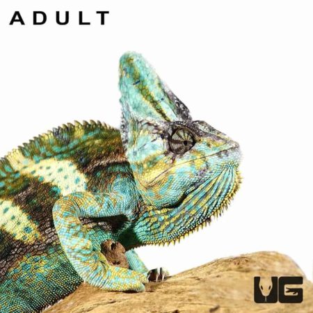 Baby Veiled Chameleons For Sale - Underground Reptiles