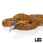 Yearling Hypo Mosaic Kingsnake For Sale - Underground Reptiles