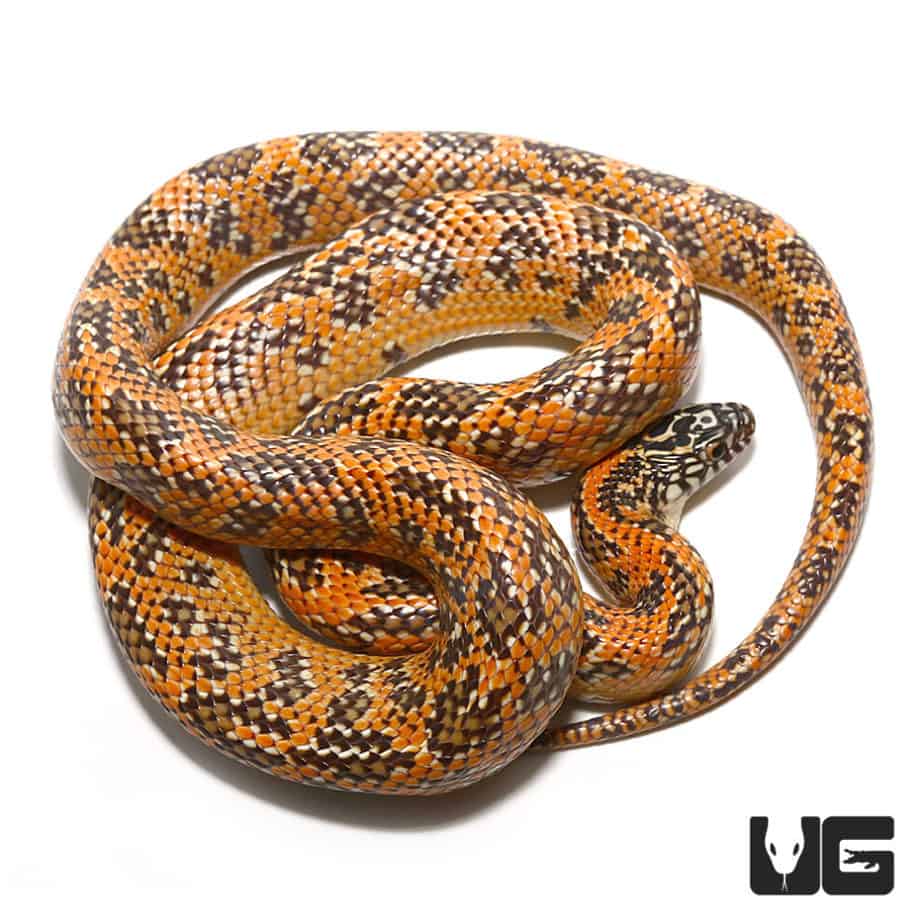 Yearling Hypo Mosaic Kingsnake For Sale - Underground Reptiles