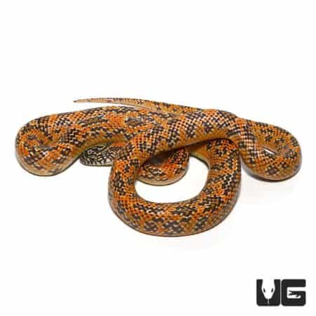 Yearling Hypo Mosaic Kingsnake For Sale - Underground Reptiles