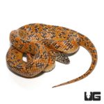 Yearling Hypo Mosaic Kingsnake For Sale - Underground Reptiles