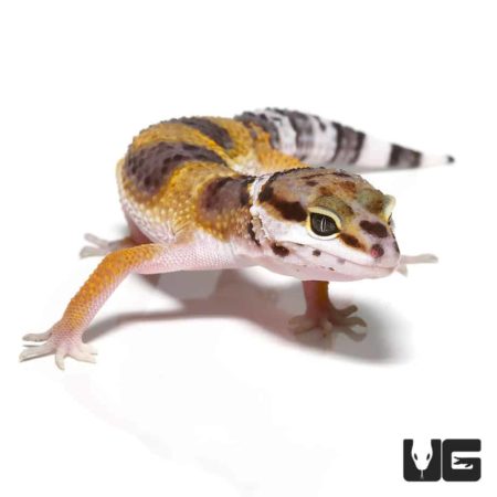 Juvenile Leopard Geckos For Sale - Underground Reptiles
