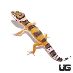 Juvenile Leopard Geckos For Sale - Underground Reptiles
