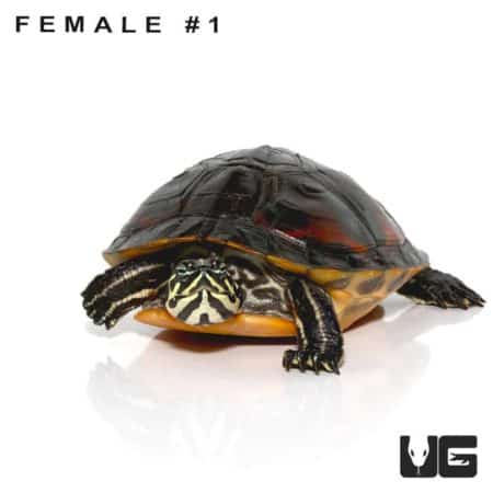 Juvenile Florida Redbelly Slider Turtle For Sale - Underground Reptiles