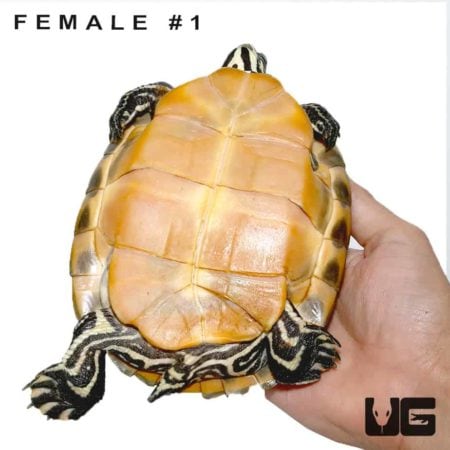 Juvenile Florida Redbelly Slider Turtle For Sale - Underground Reptiles