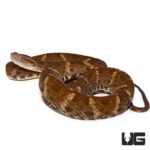 Lancehead Viper - Underground Reptiles