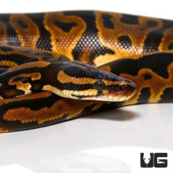 Male Leopard Yellowbelly Het Pied Ringer Ball Python For Sale - Underground Reptiles