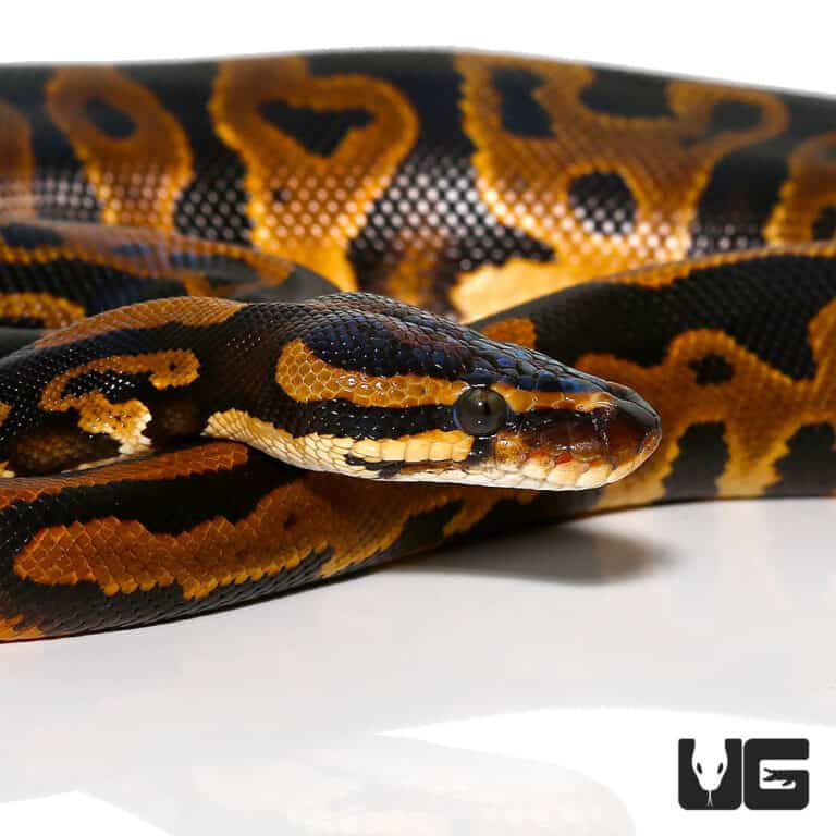 Male Leopard Yellowbelly Het Pied Ringer Ball Python For Sale ...