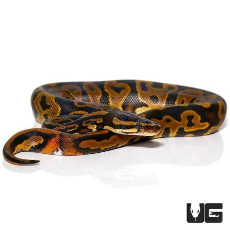 Male Leopard Yellowbelly Het Pied Ringer Ball Python For Sale - Underground Reptiles