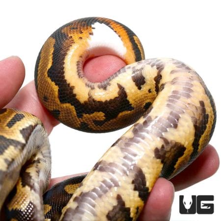 Male Leopard Yellowbelly Het Pied Ringer Ball Python For Sale - Underground Reptiles