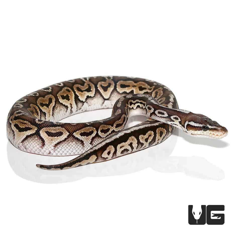 Male Pewter Ball Pythons (Python regius) For Sale - Underground Reptiles