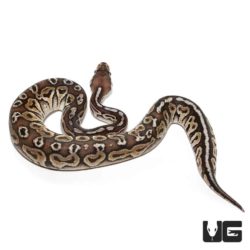 Male Pewter Ball Python For Sale - Underground Reptiles