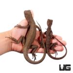 Mophead Iguana For Sale - Underground Reptiles
