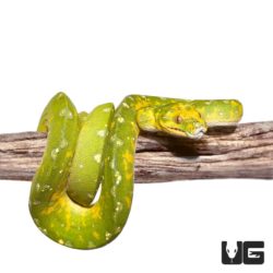 Adult Biak Green Tree Python for sale - Underground Reptiles