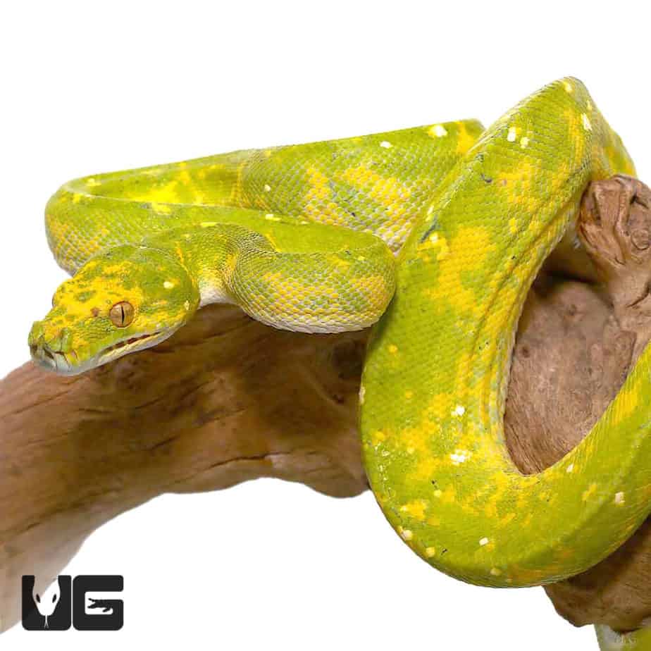 Adult Biak Green Tree Pythons (Morelia viridis) For Sale - Underground ...