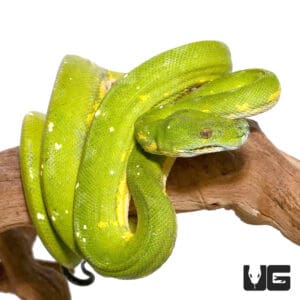 Adult Biak Green Tree Pythons (Morelia viridis) For Sale - Underground ...