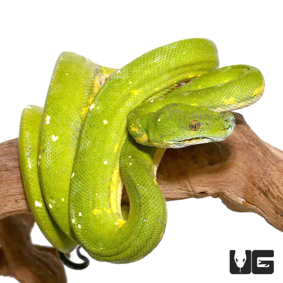 Adult Biak Green Tree Pythons (Morelia viridis) For Sale - Underground ...