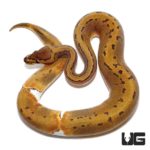 Enchi Pinstriped Pied Ball Pythons For Sale - Underground Reptiles