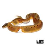 Enchi Pinstriped Pied Ball Pythons For Sale - Underground Reptiles