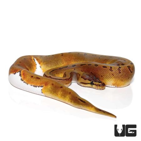 Enchi Pinstriped Pied Ball Pythons For Sale - Underground Reptiles