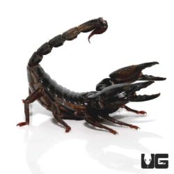 Asian Forest Scorpions For Sale - Underground Reptiles