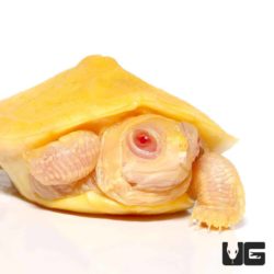 Baby Albino Red Ear Slider Turtles For Sale - Underground Reptiles
