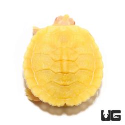 Baby Albino Red Ear Slider Turtles For Sale - Underground Reptiles