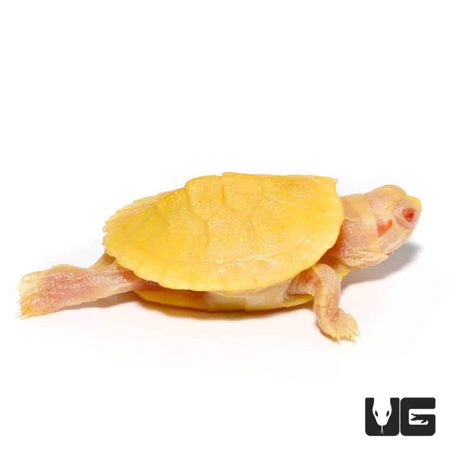 Baby Albino Red Ear Slider Turtles (Trachemys scripta elegans) For Sale ...