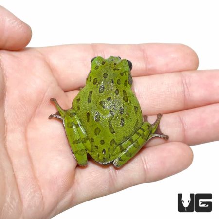 Barking Tree Frogs For Sale - Underground Reptiles