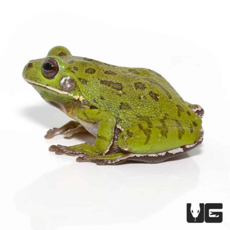 Barking Tree Frogs For Sale - Underground Reptiles